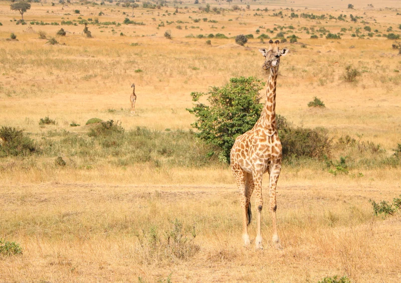 75988 Tierwelt - Giraffe Puzzle