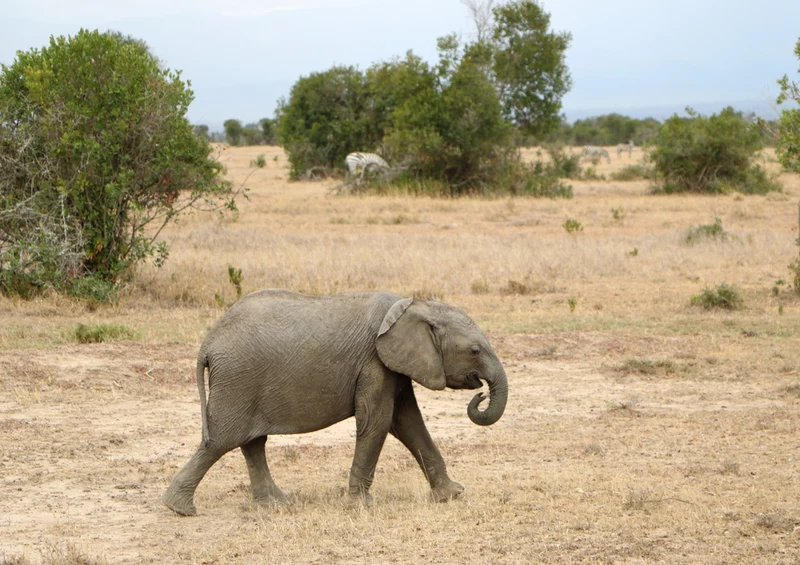 75999 Tierwelt - Elefant Puzzle