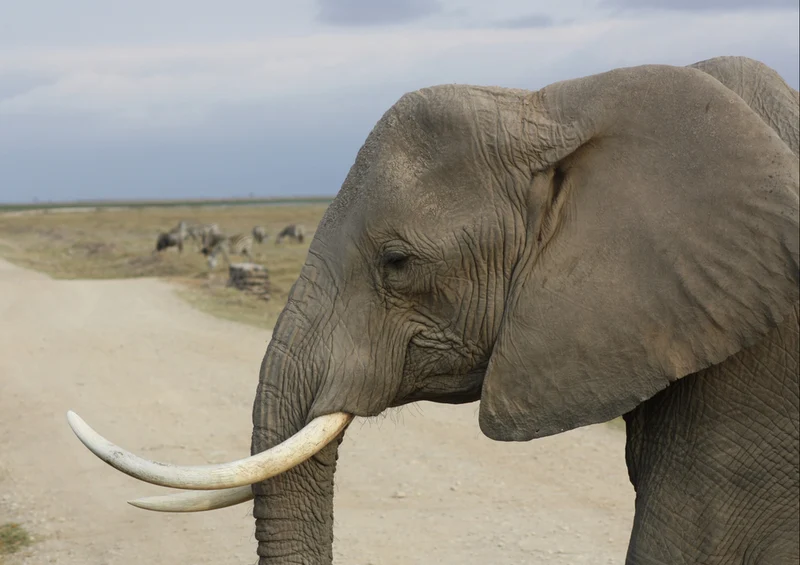 76003 Tierwelt - Elefant Puzzle