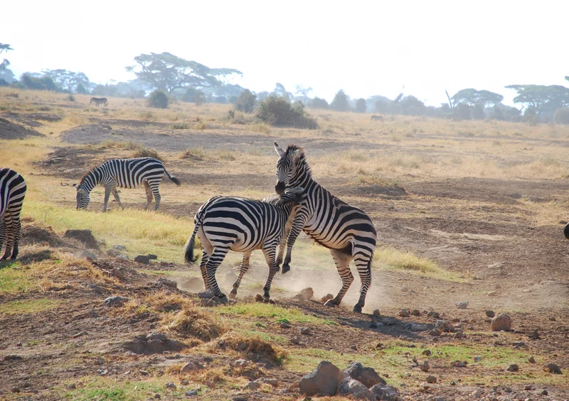 76011 Tierwelt - Zebra Puzzle