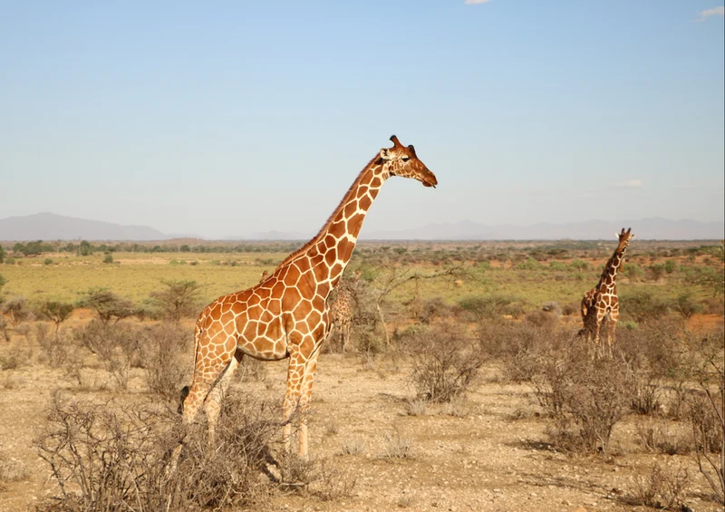 76021 Tierwelt - Giraffen Puzzle