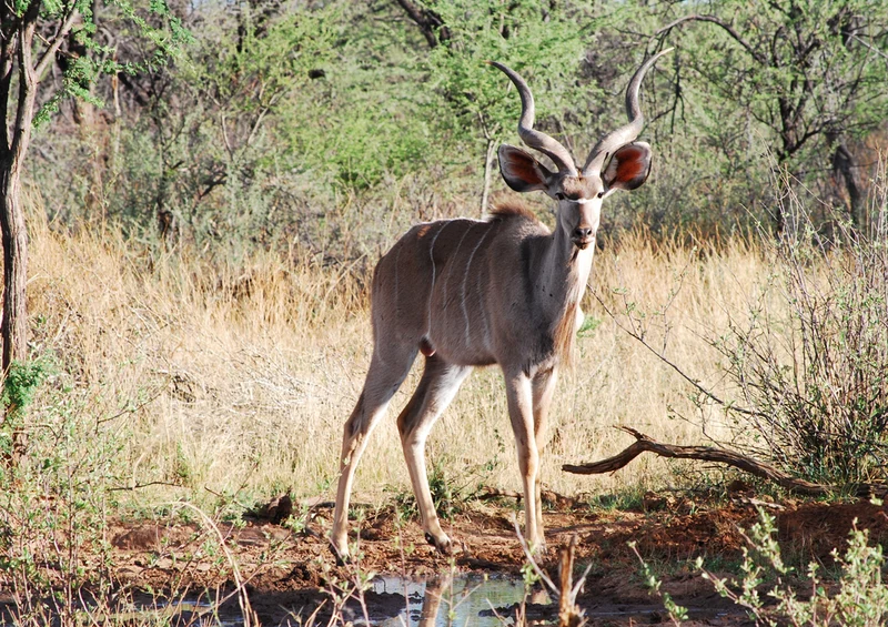76736 Tierwelt - Antilope Puzzle