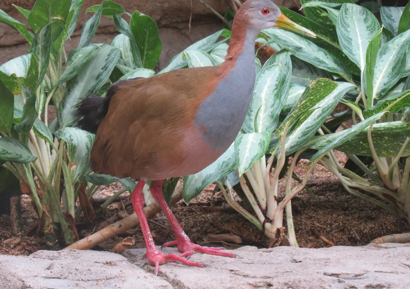 75369 Tierwelt - Vogel Puzzle