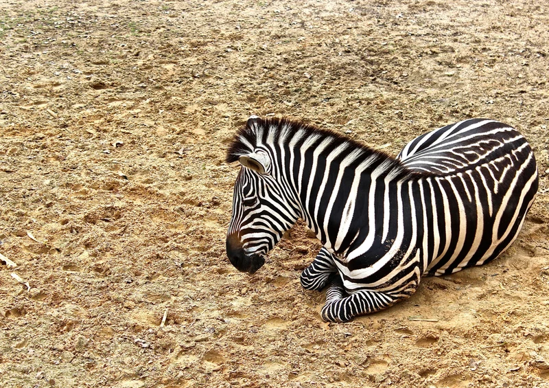 75812 Tierwelt - Zebra Puzzle