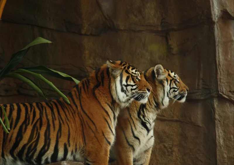 75816 Tierwelt - Tiger Puzzle