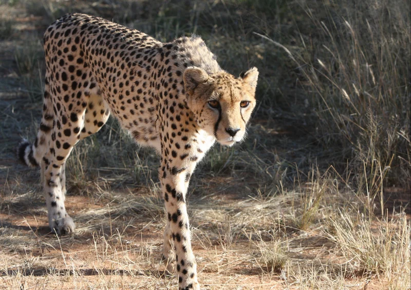 75820 Tierwelt - Gepard Puzzle