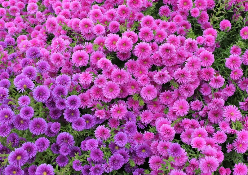75831 Natur - Margaritas Puzzle