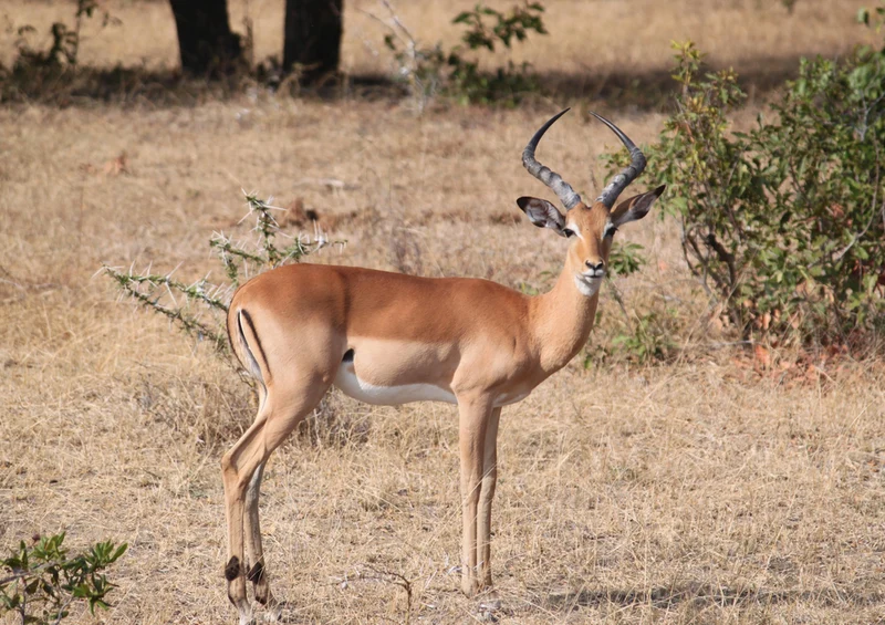 75835 Tierwelt - Antilope Puzzle
