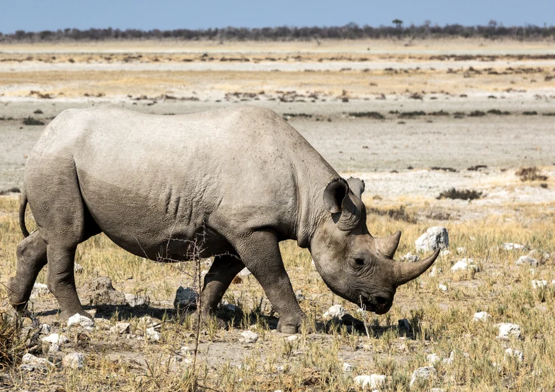 75839 Tierwelt - Nashorn Puzzle