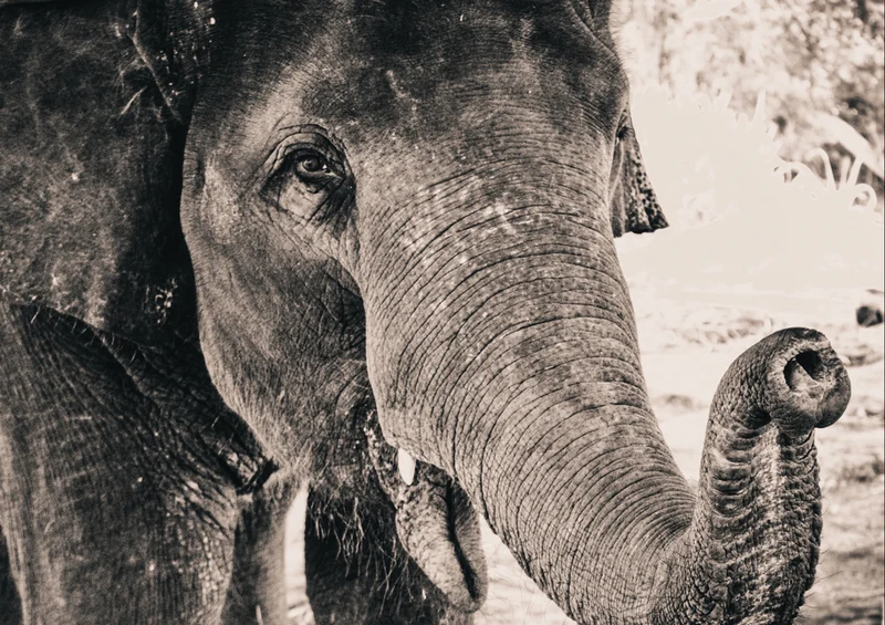 75848 Tierwelt - Elefant Puzzle