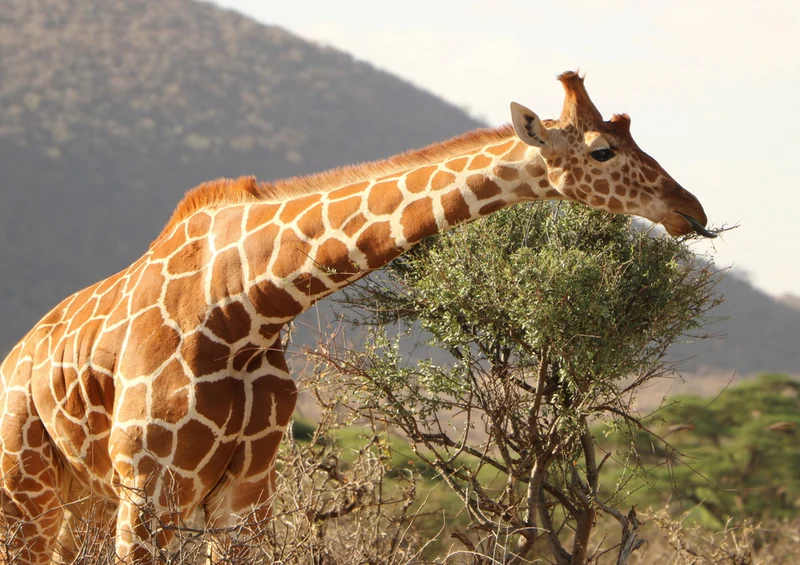 75854 Tierwelt - Giraffe Puzzle