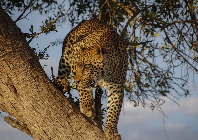 77659 Natur - Leopard Puzzle