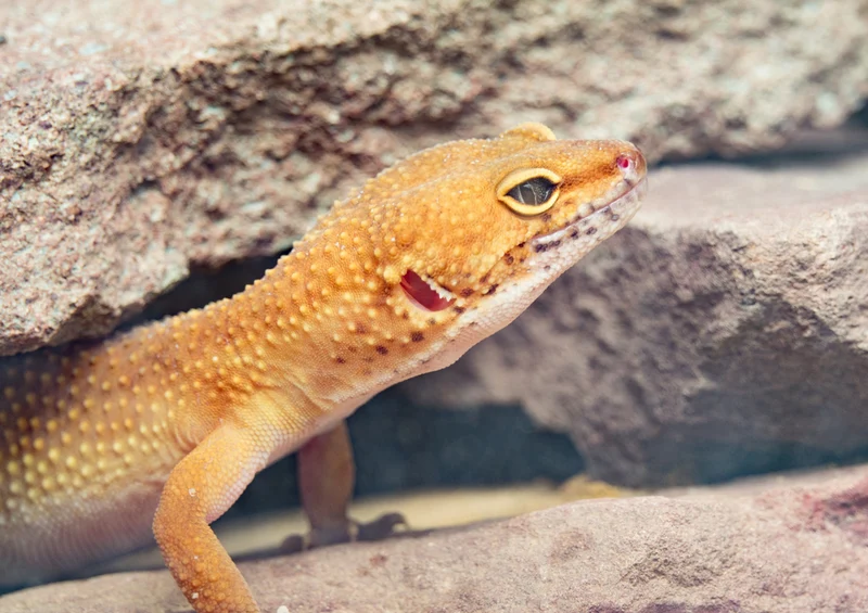 77678 Natur - Gecko Puzzle