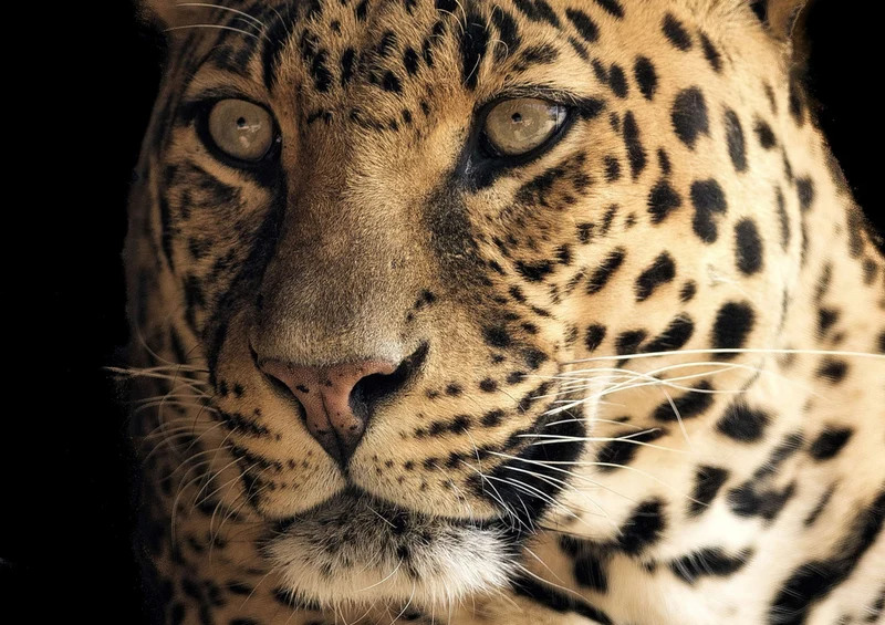 77693 Natur - Leopard Puzzle