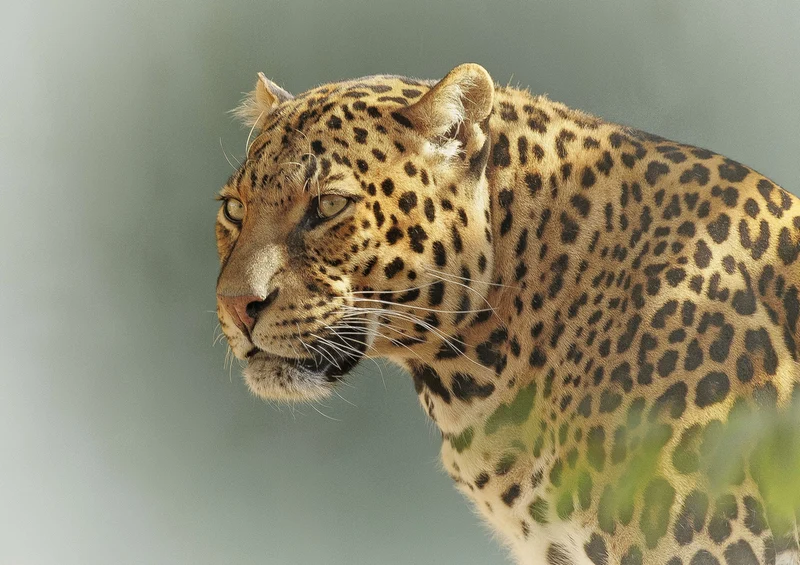 77704 Natur - Leopard Puzzle