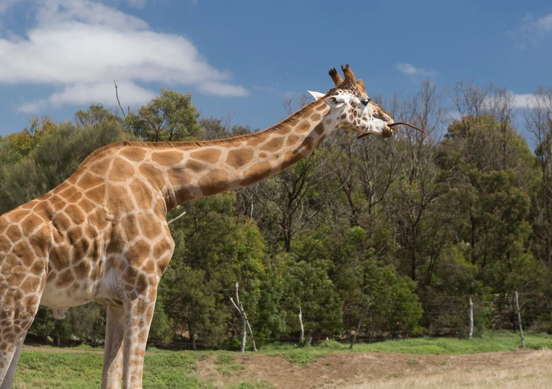 78162 Natur - Giraffe Puzzle