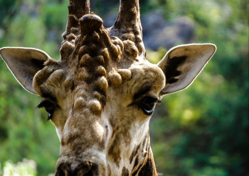 78167 Natur - Giraffe Puzzle