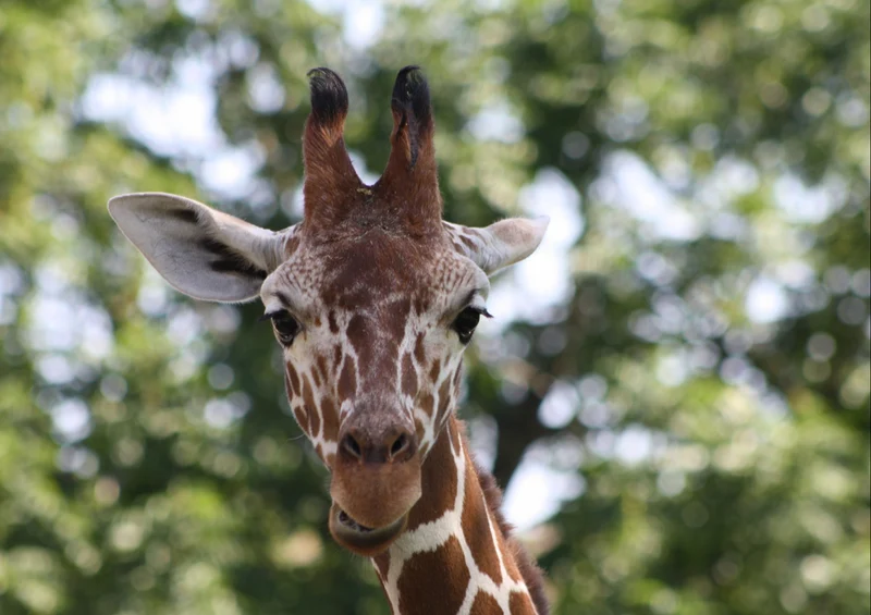 78169 Natur - Giraffe Puzzle