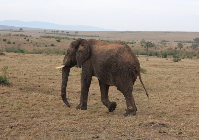 78175 Natur - Elefant Puzzle