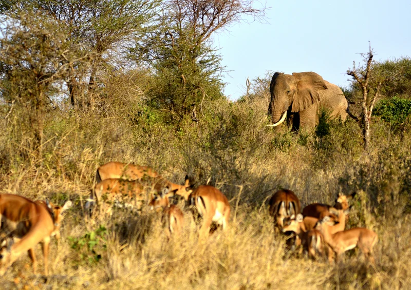 78190 Natur - Afrika Puzzle