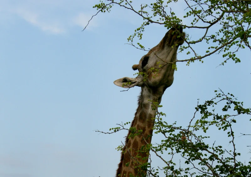 78200 Natur - Giraffe Puzzle