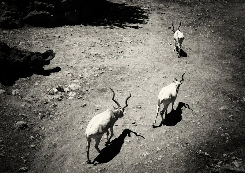 75567 Tierwelt - Antilope Puzzle