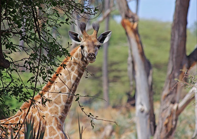 75571 Tierwelt - Giraffe Puzzle