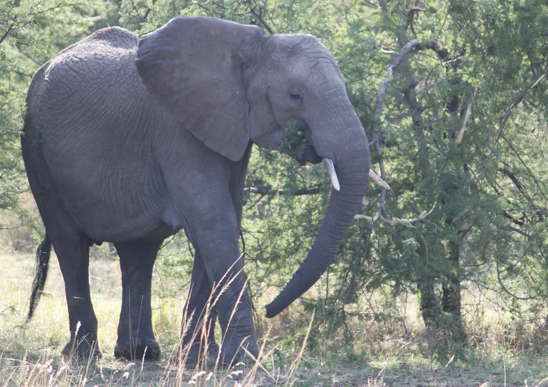75583 Tierwelt - Elefant Puzzle