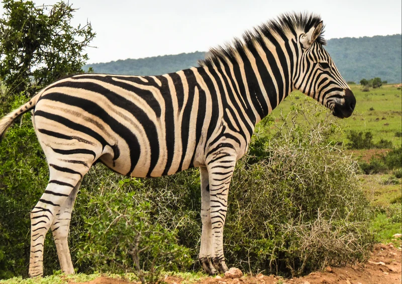 75587 Tierwelt - Zebra Puzzle