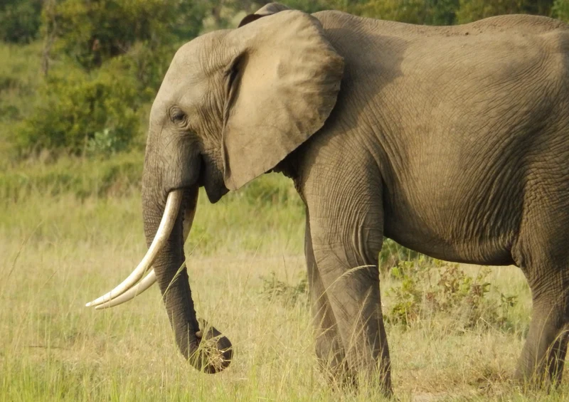 75597 Tierwelt - Elefant Puzzle