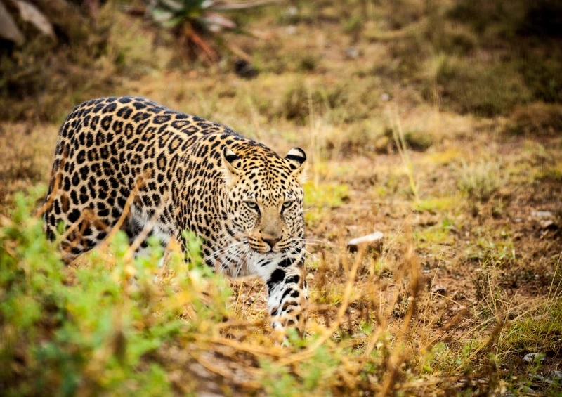 75608 Tierwelt - Leopard Puzzle