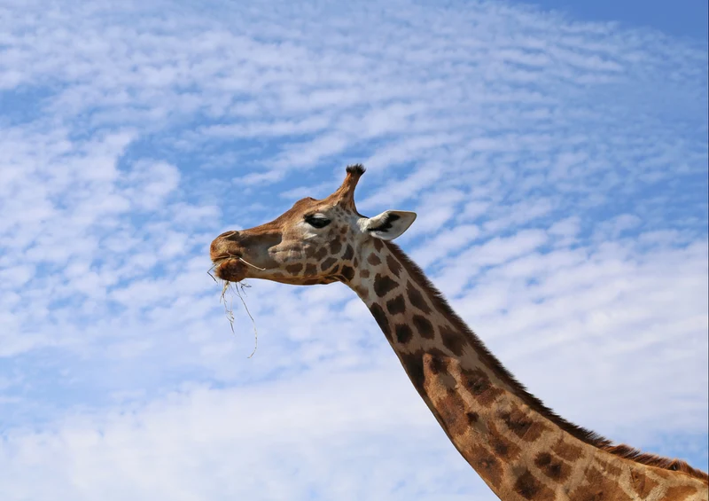 78365 Natur - Giraffe Puzzle