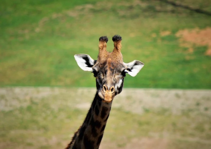 78375 Natur - Giraffe Puzzle