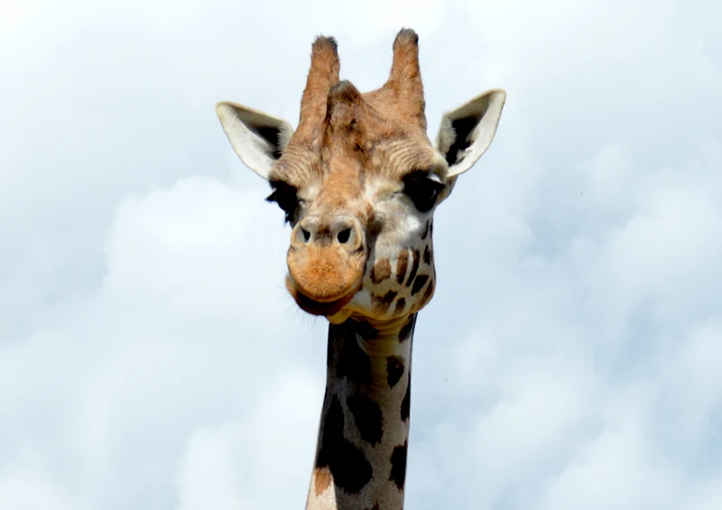 78388 Natur - Giraffe Puzzle