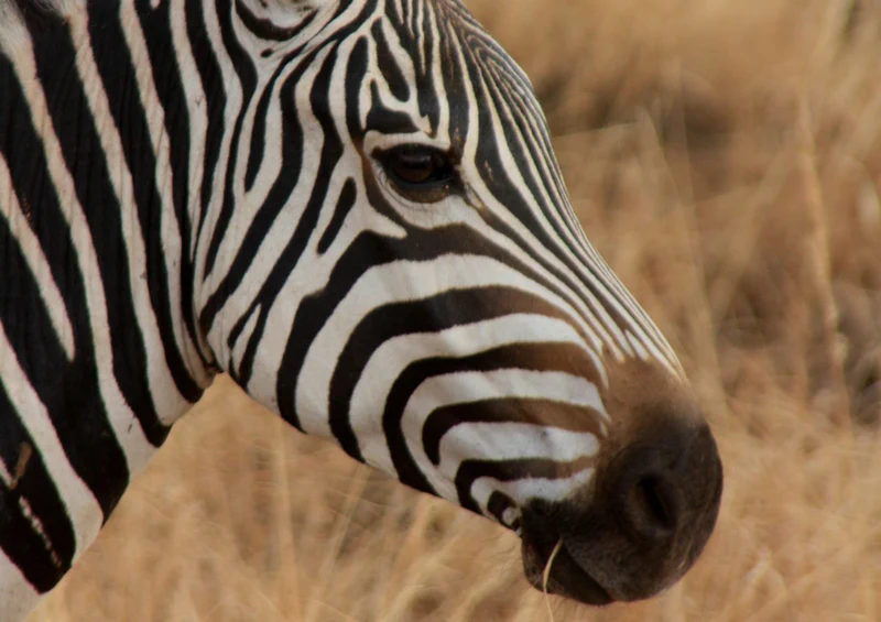 78392 Natur - Zebra Puzzle