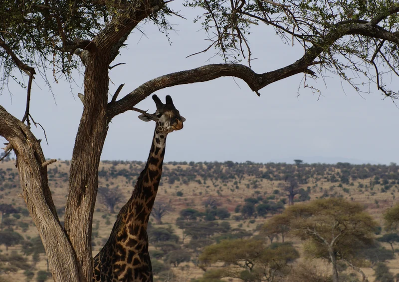 78393 Natur - Giraffe Puzzle
