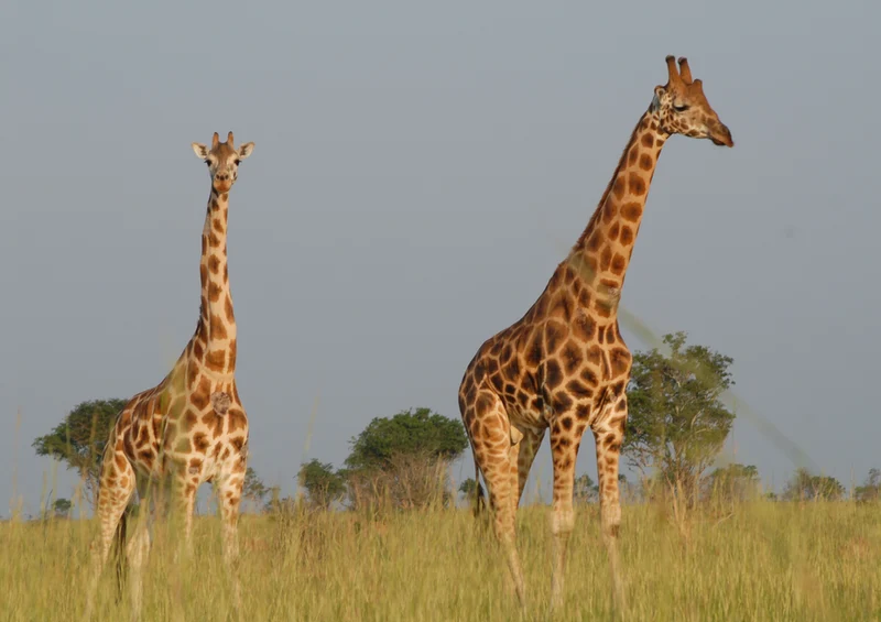 78396 Natur - Giraffen Puzzle