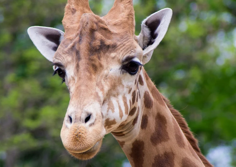 78399 Natur - Giraffe Puzzle