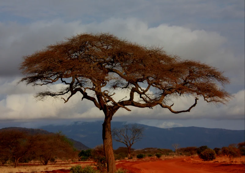 78403 Natur - Afrika Puzzle