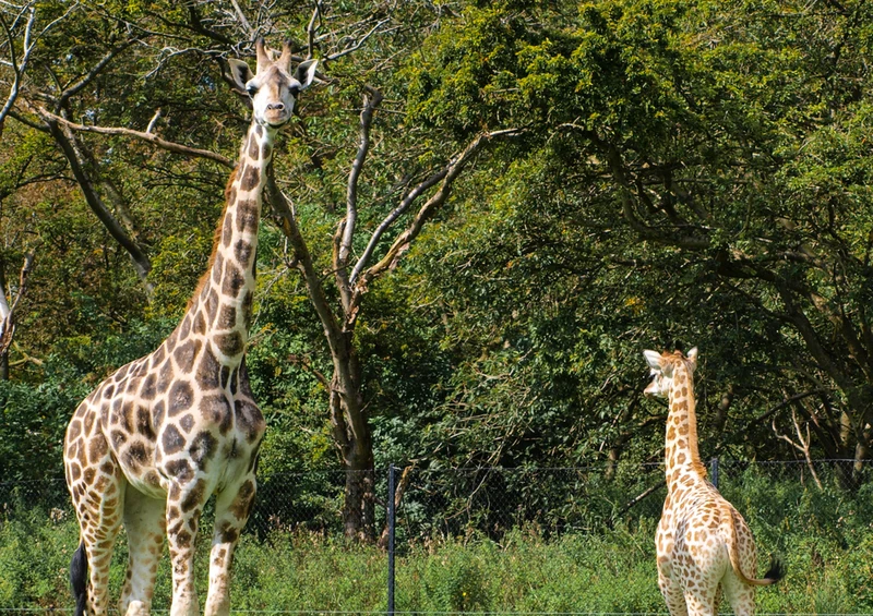 78026 Natur - Giraffen Puzzle