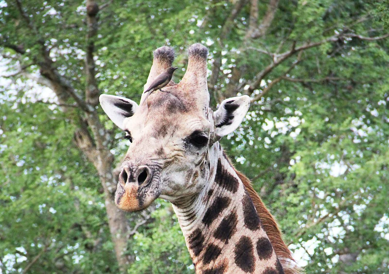 77868 Tierwelt - Giraffe Puzzle