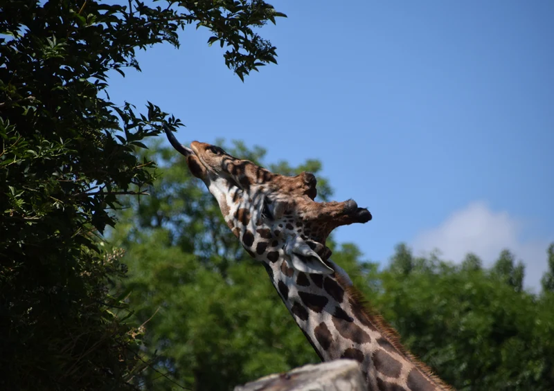 77872 Tierwelt - Giraffe Puzzle