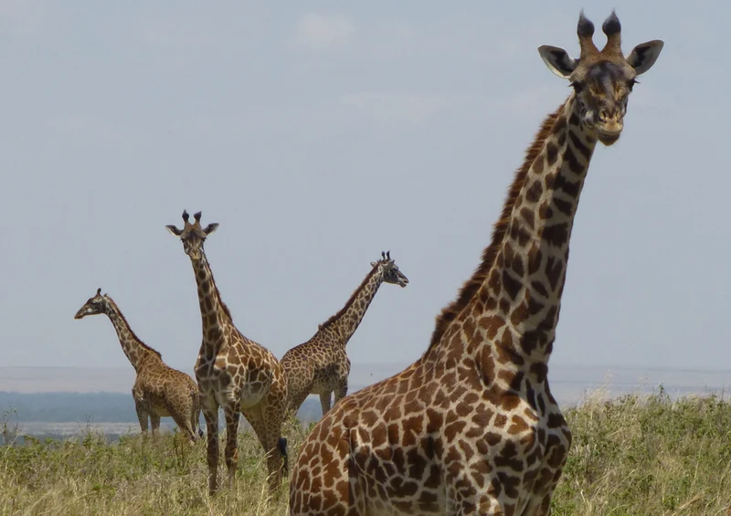 78039 Natur - Giraffe Puzzle
