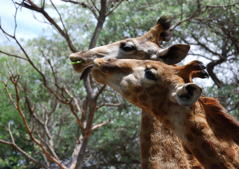 77882 Tierwelt - Giraffen Puzzle