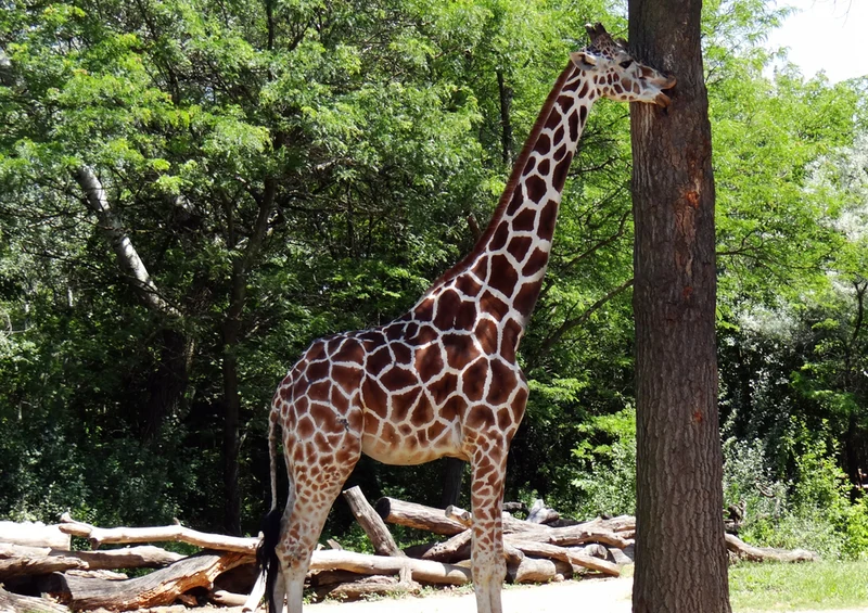 77885 Tierwelt - Giraffe Puzzle