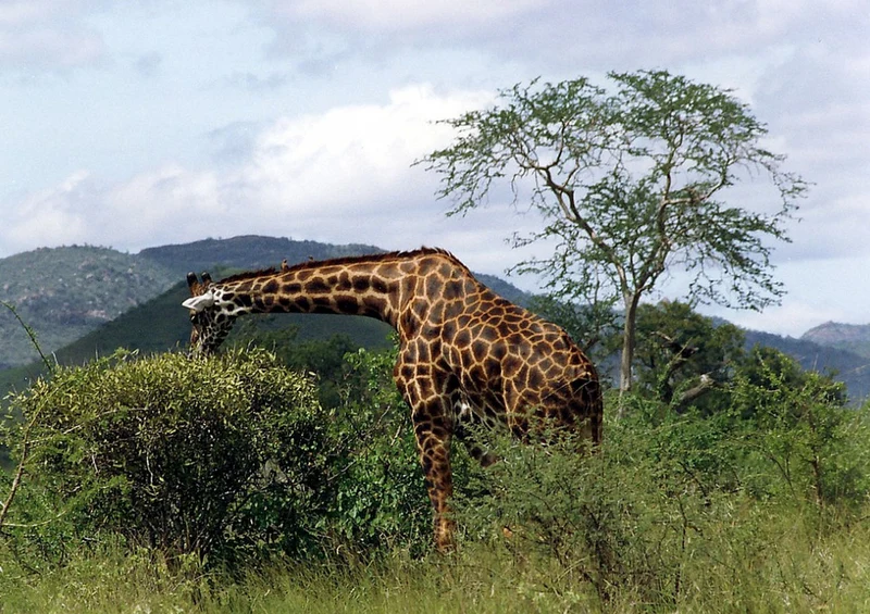 78472 Natur - Giraffe Puzzle