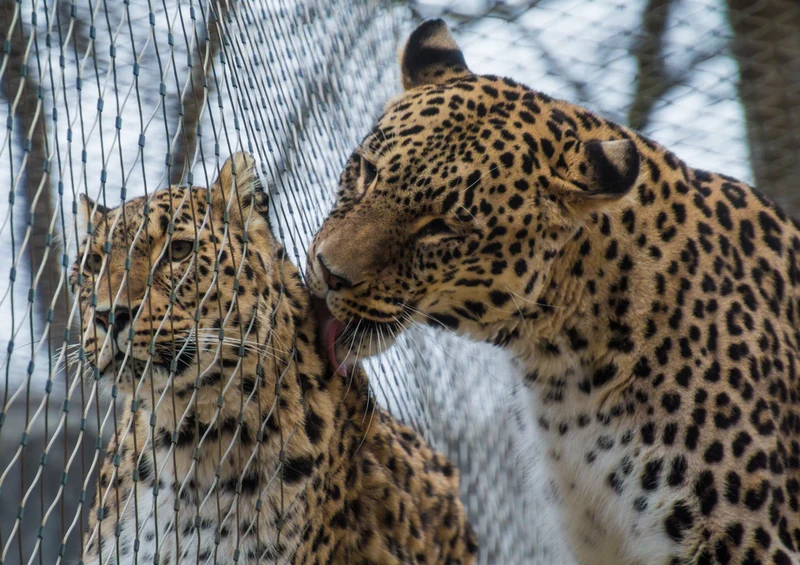 70584 Tierwelt - Leopard Puzzle