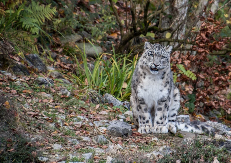 70594 Tierwelt - Leopard Puzzle