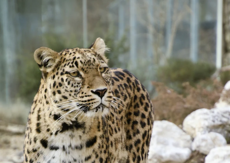 70598 Tierwelt - Leopard Puzzle