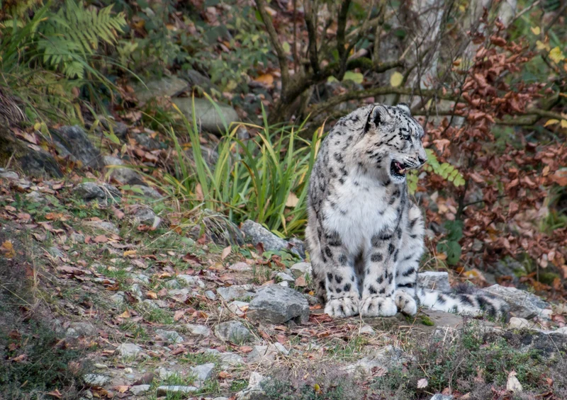 76772 Natur - Leopard Puzzle